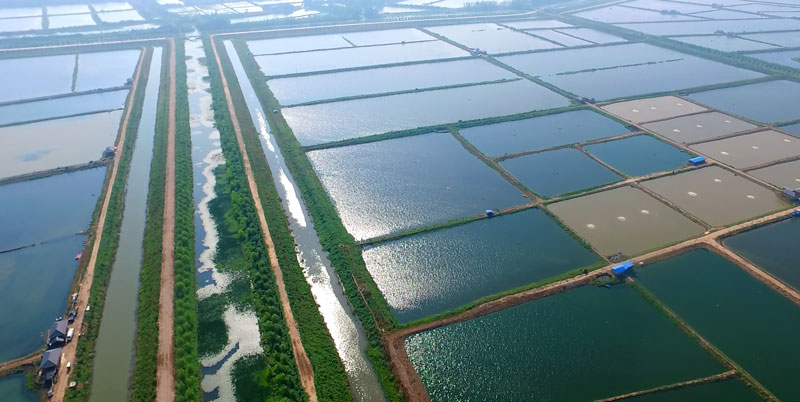 湖北大閘蟹批發